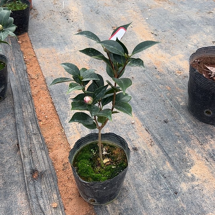 大部分花苞少量开放保温费