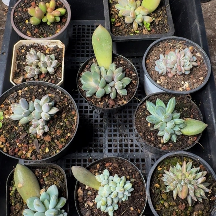 2504多肉植物一物一拍