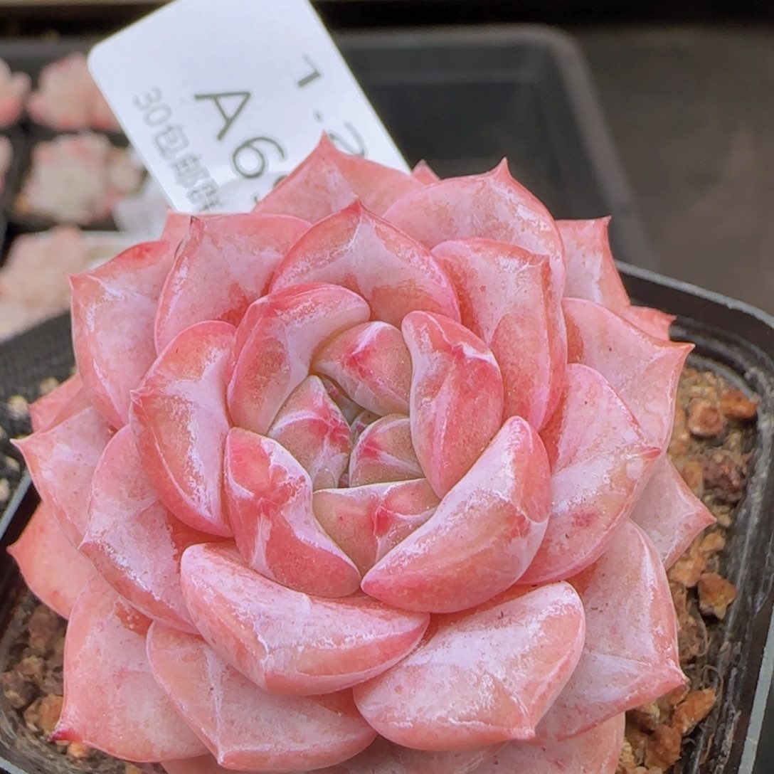 秘境冰魄单头一颗脱土