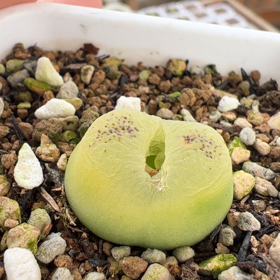 O泡母本多肉植物百科1
