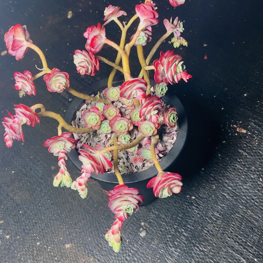 刘*圆薄化妆一颗脱土发货