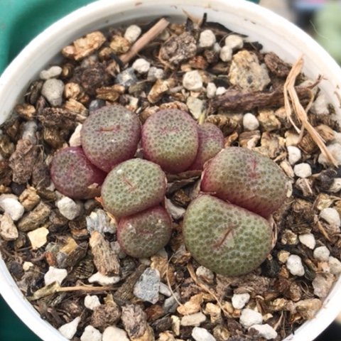 多肉肉锥 紫花青团