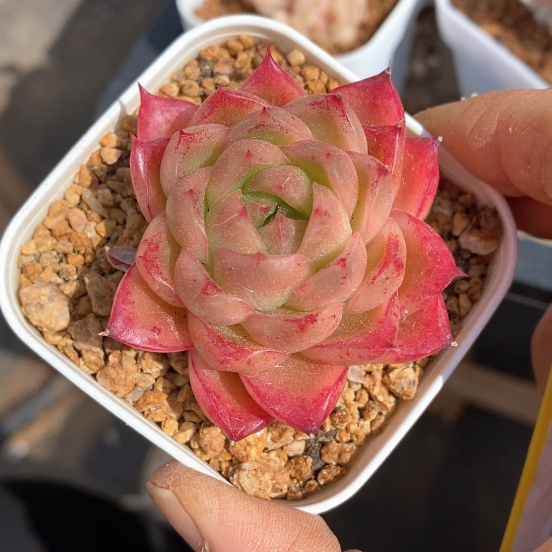 精品多肉一物一拍不包整58