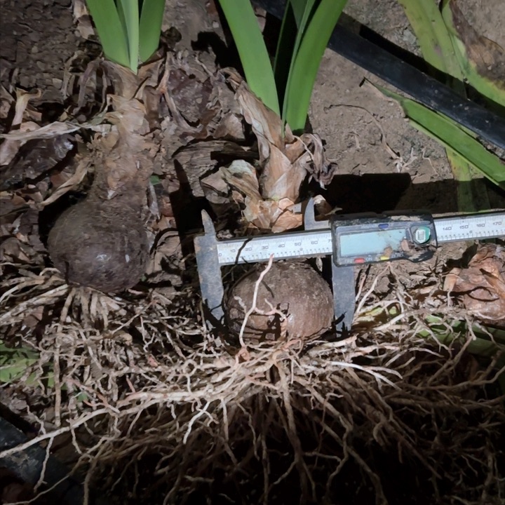 无花朵达芙妮籽播苗7+ 