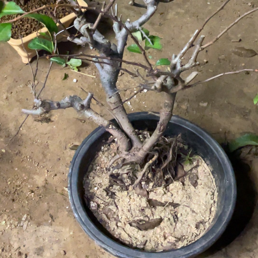 无花朵原生海棠3030