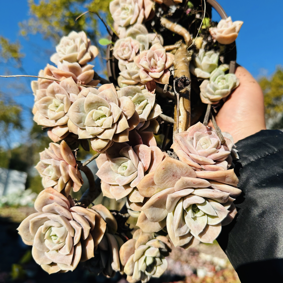 大号精控可爱玫瑰（轻微掉小头不售后）金金精品多肉植物