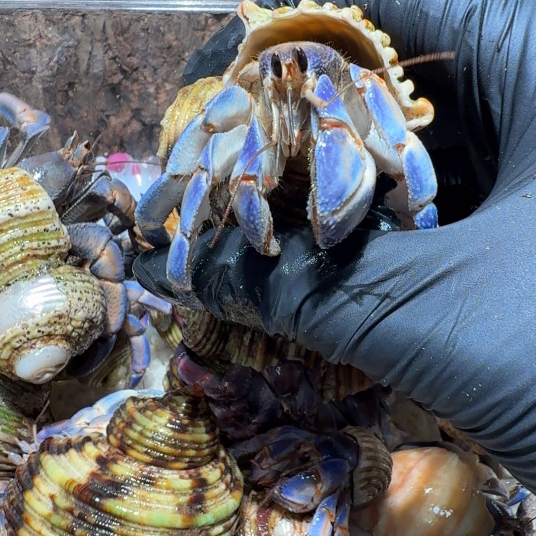 7号直播间挑选2.6