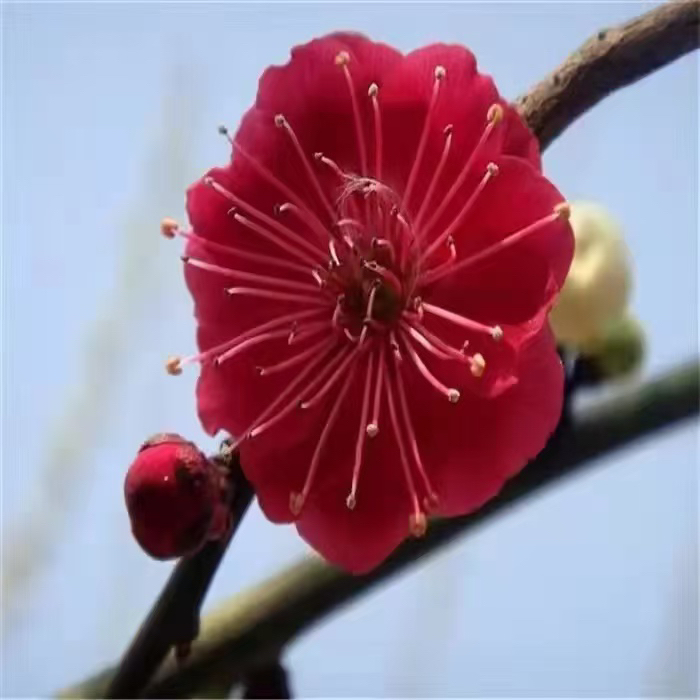 【原生乌梅】深红色高端红梅带花芽发