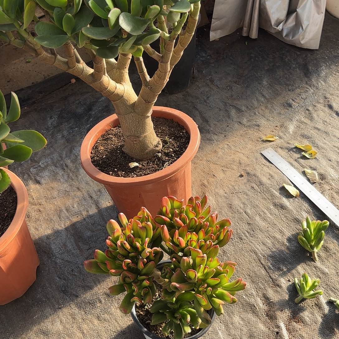 素***;3328铲月吸财树带盆发货