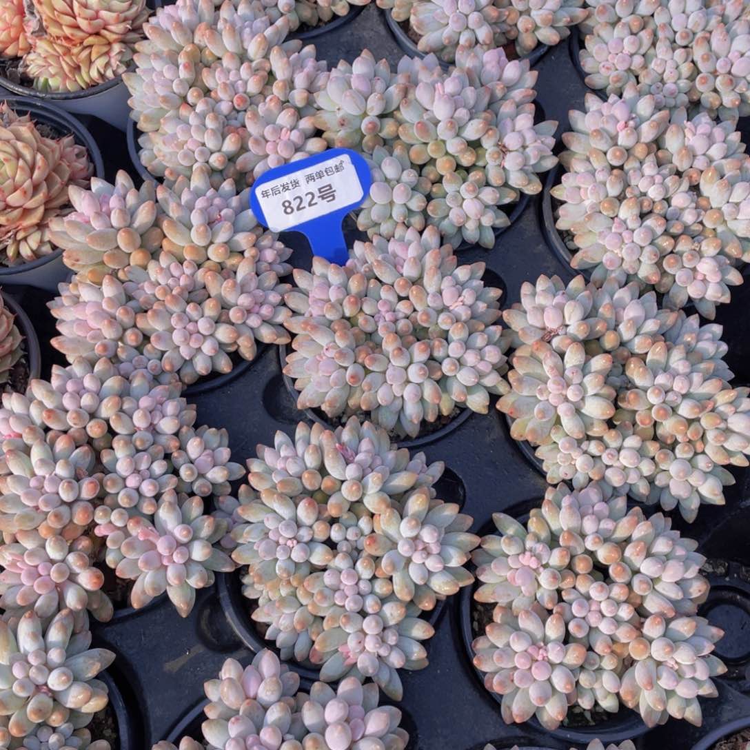 822号婴儿手指手捧大群生一个