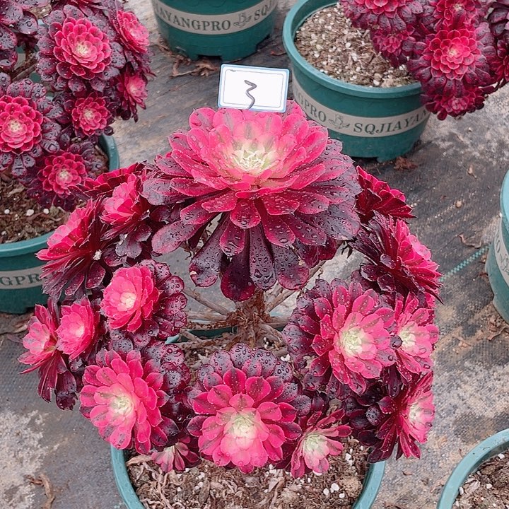 3老庄法师黑同超白