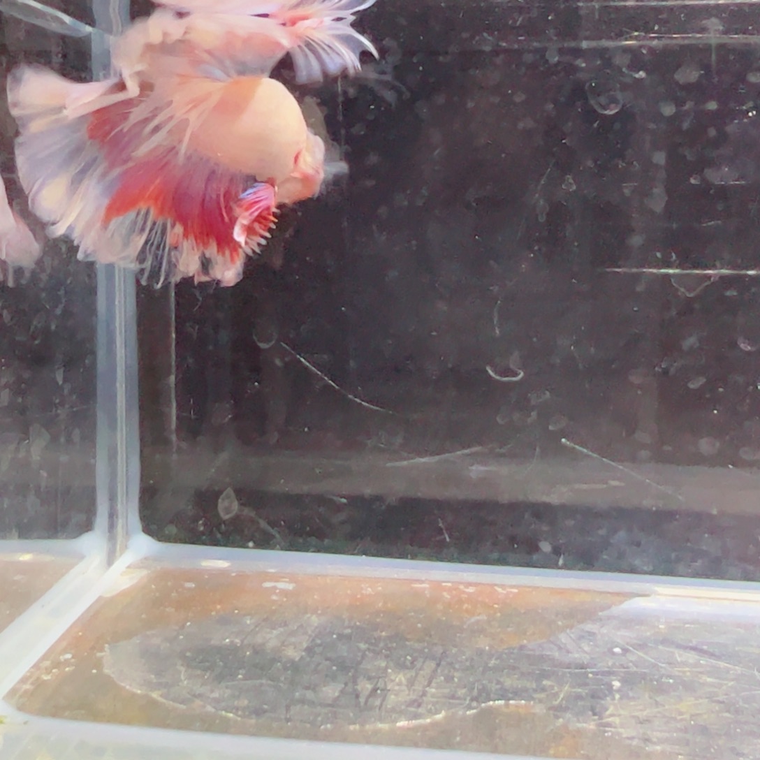 斗鱼浅色特殊尾hhhh