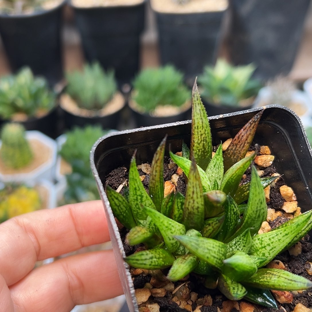 重金属硬叶十二卷一颗