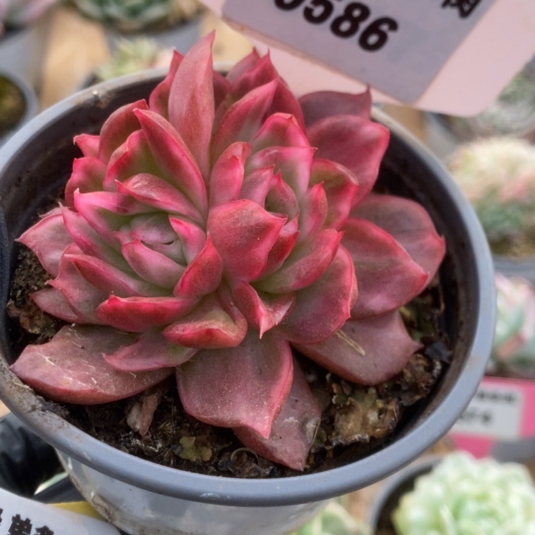 586红舞东云锦锦锦锦锦锦