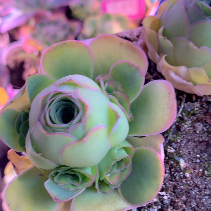 【闪购商品】yjj461角色