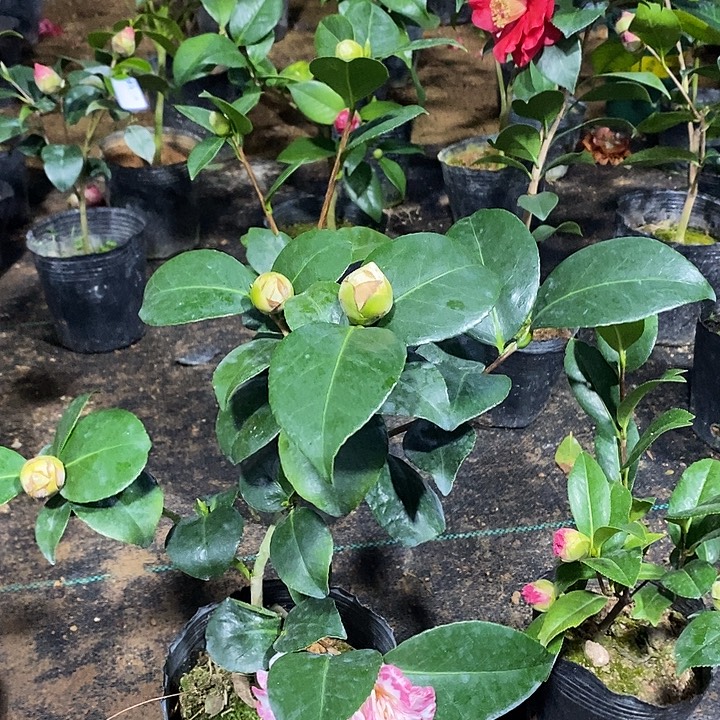 宽彩带茶花 带花苞