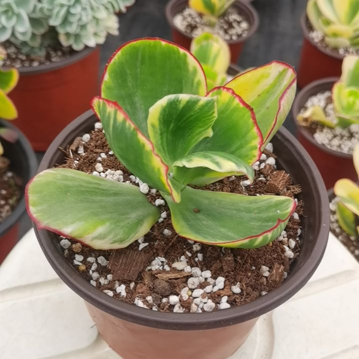 包菜家族的青梅白覆轮锦