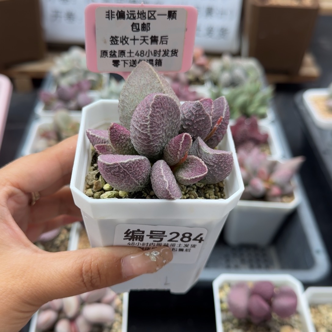 284哈莫猪多肉植物