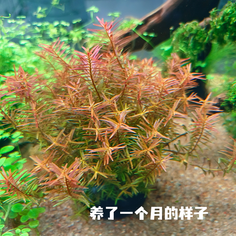 【血红宫廷-福利】 坨草新手懒人水草坨草鱼缸造景无需种植  