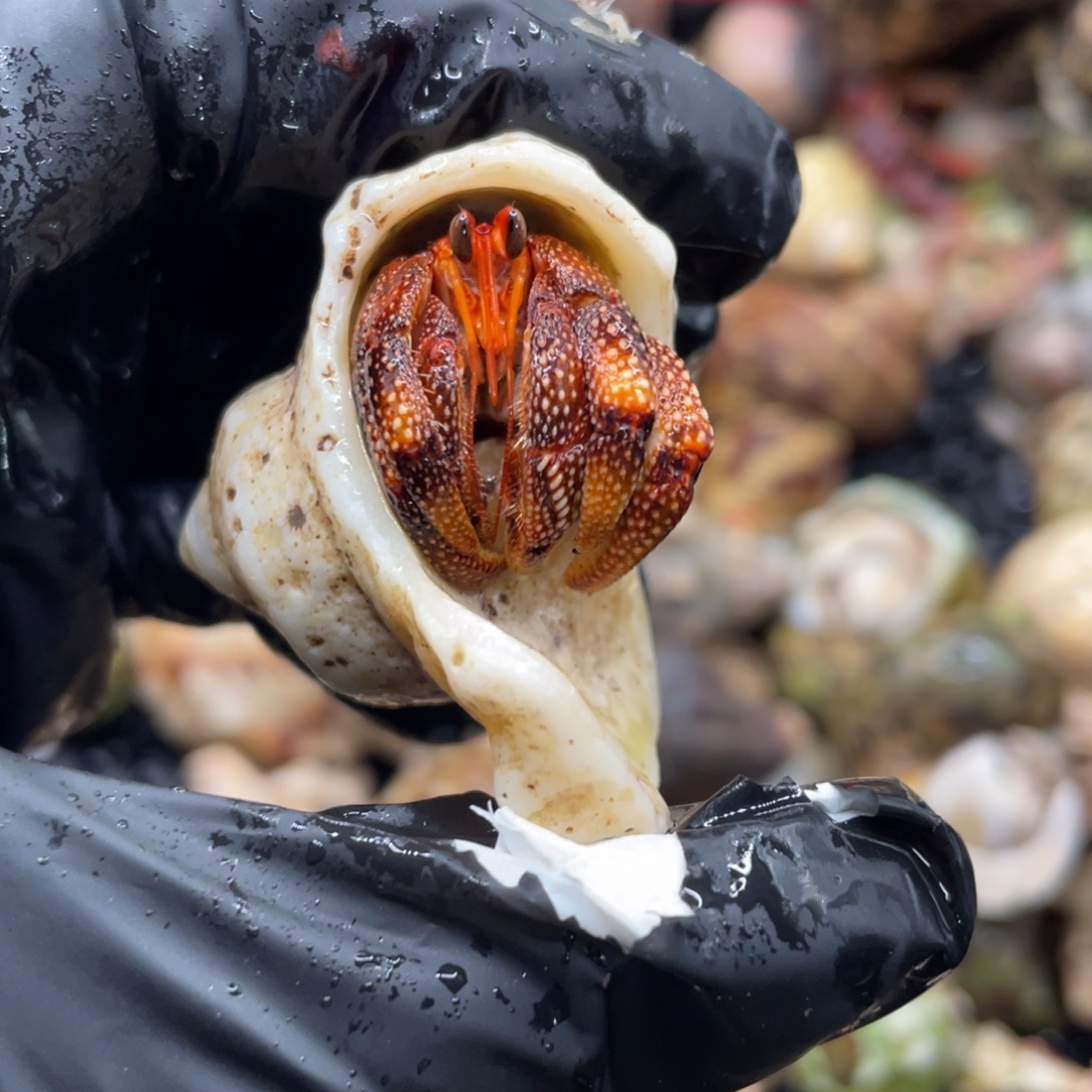 不退不换谢谢支持53号