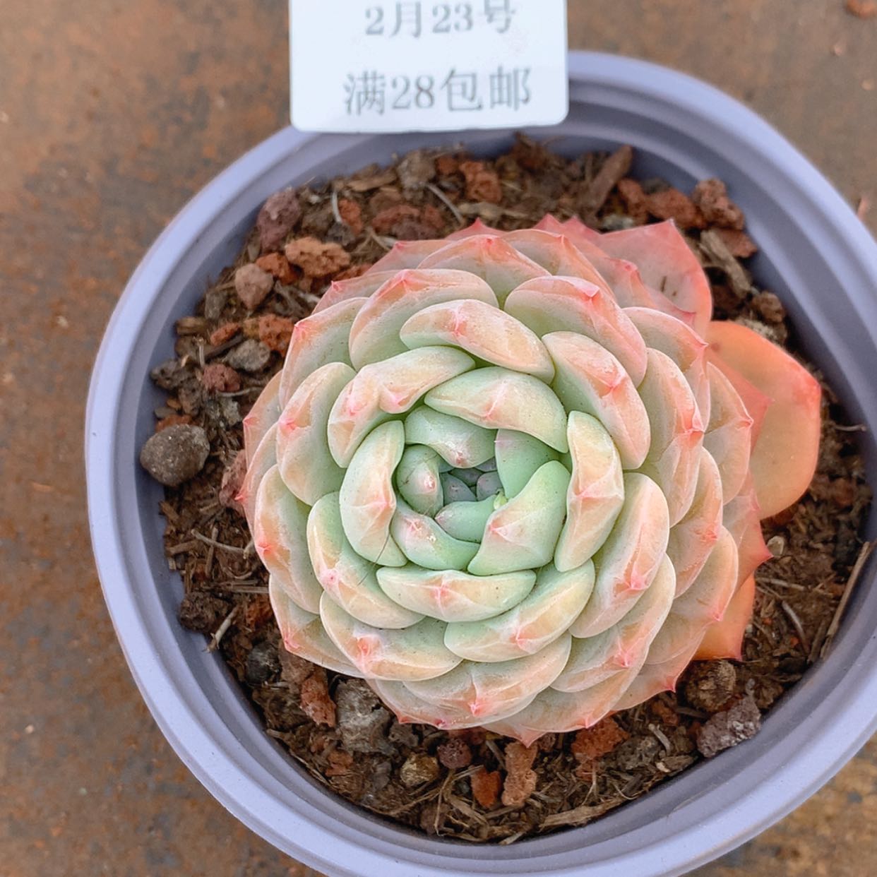 【闪购商品】云1879