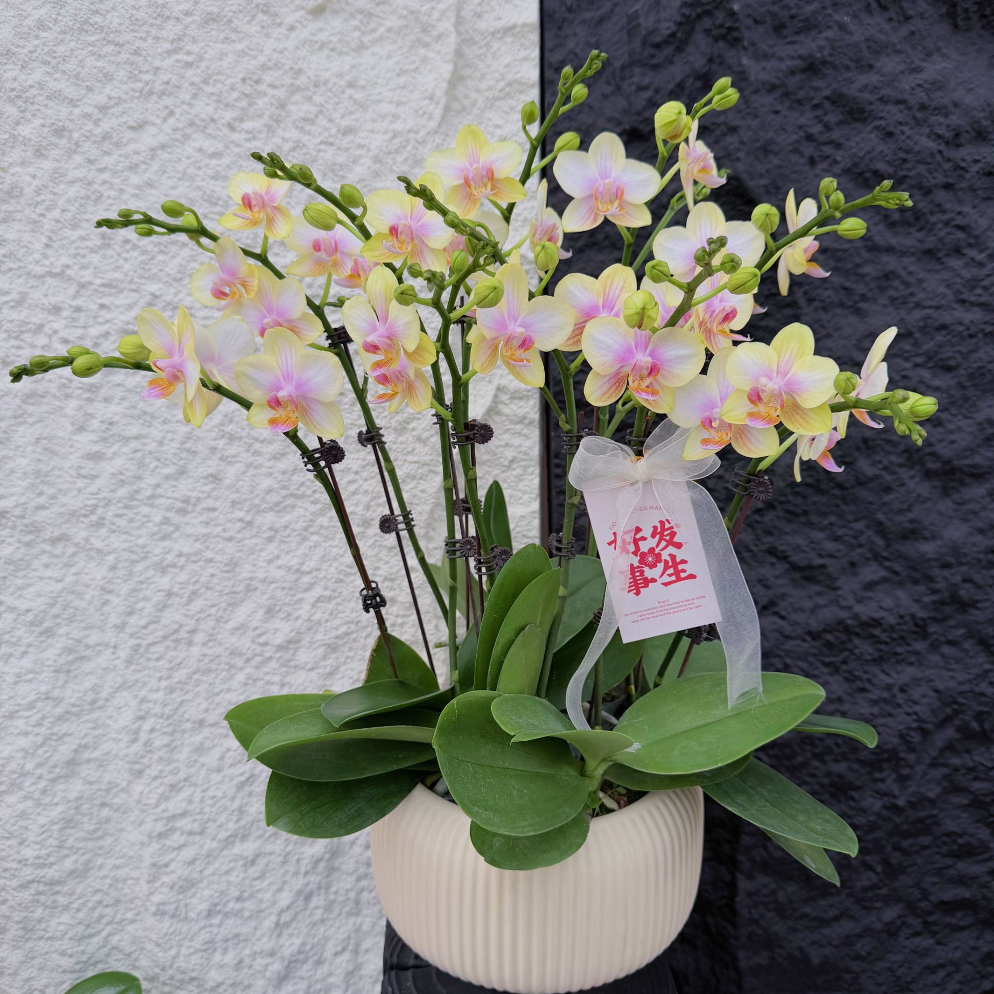 简馨优选【祥云】-花卉组盆摆设客厅摆设种植基地发货