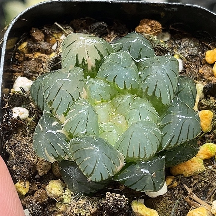 54冰灯毛玉露锦头家多肉十二卷