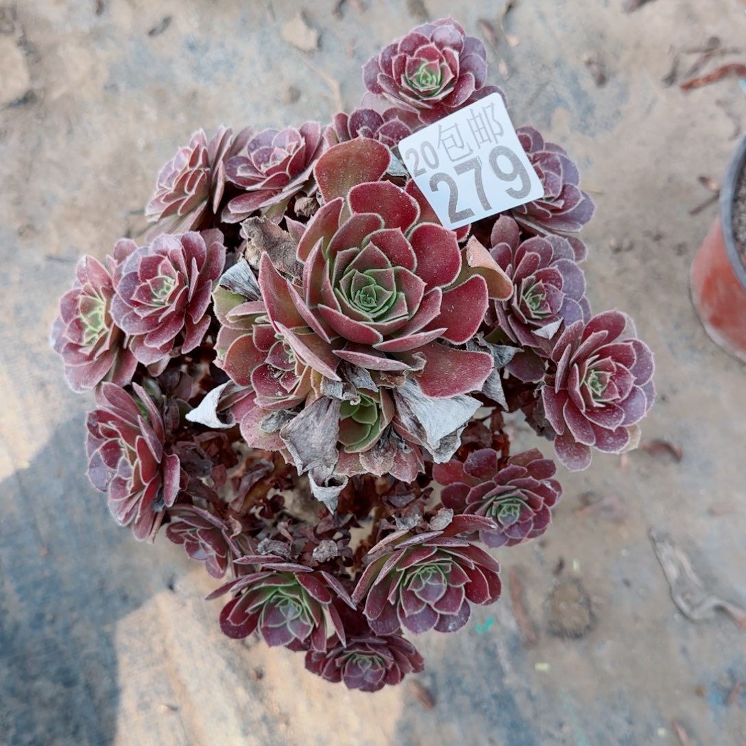 红玫瑰279满20包邮断枝不包