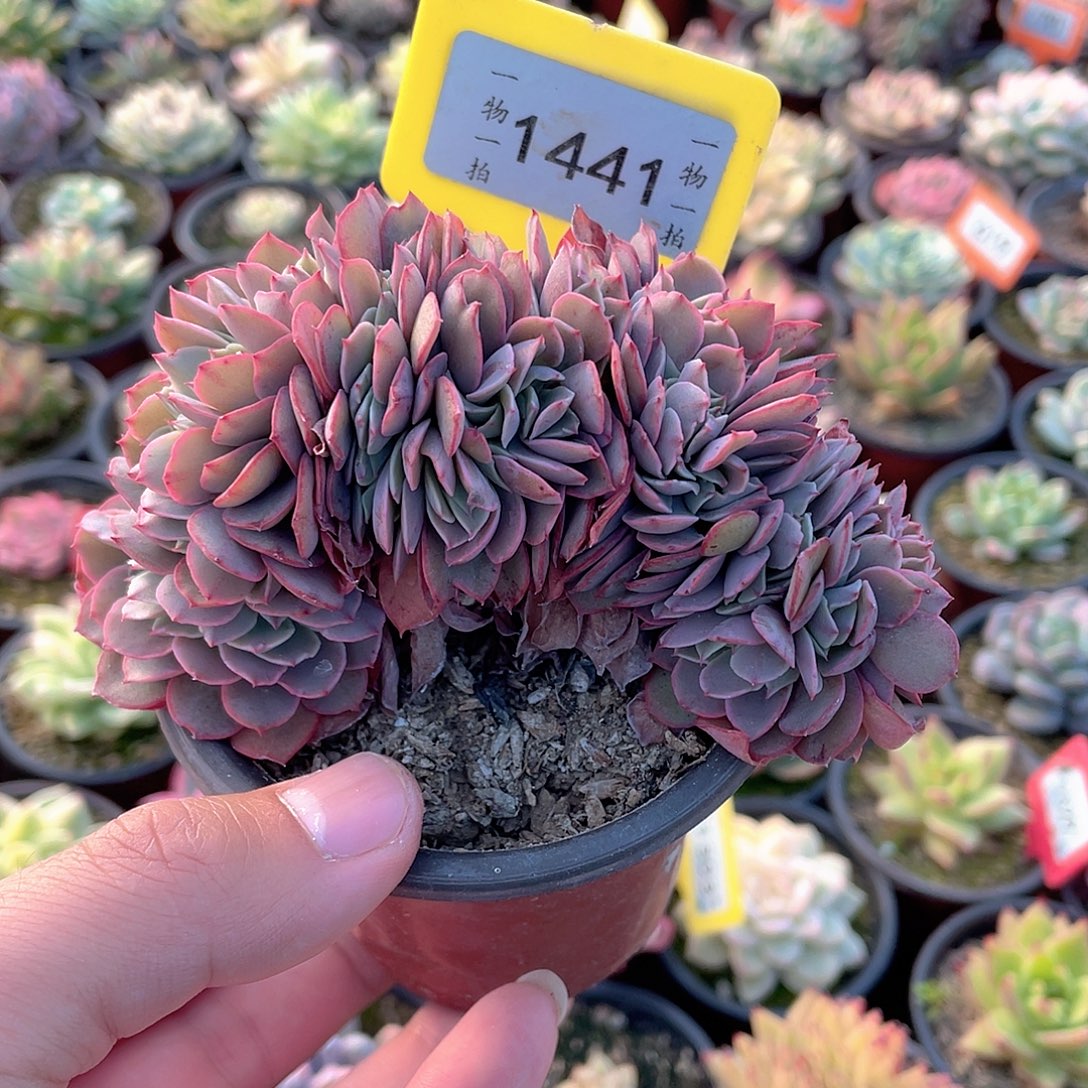 芬克缀1441号多肉
