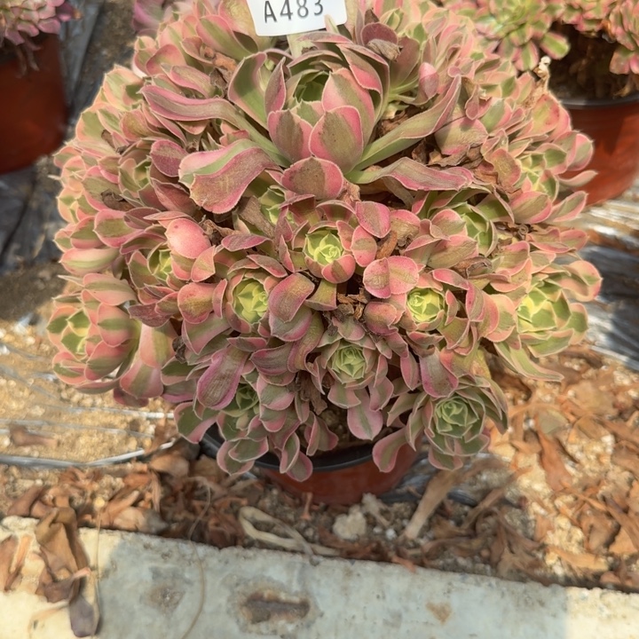 483妖月。多肉植物