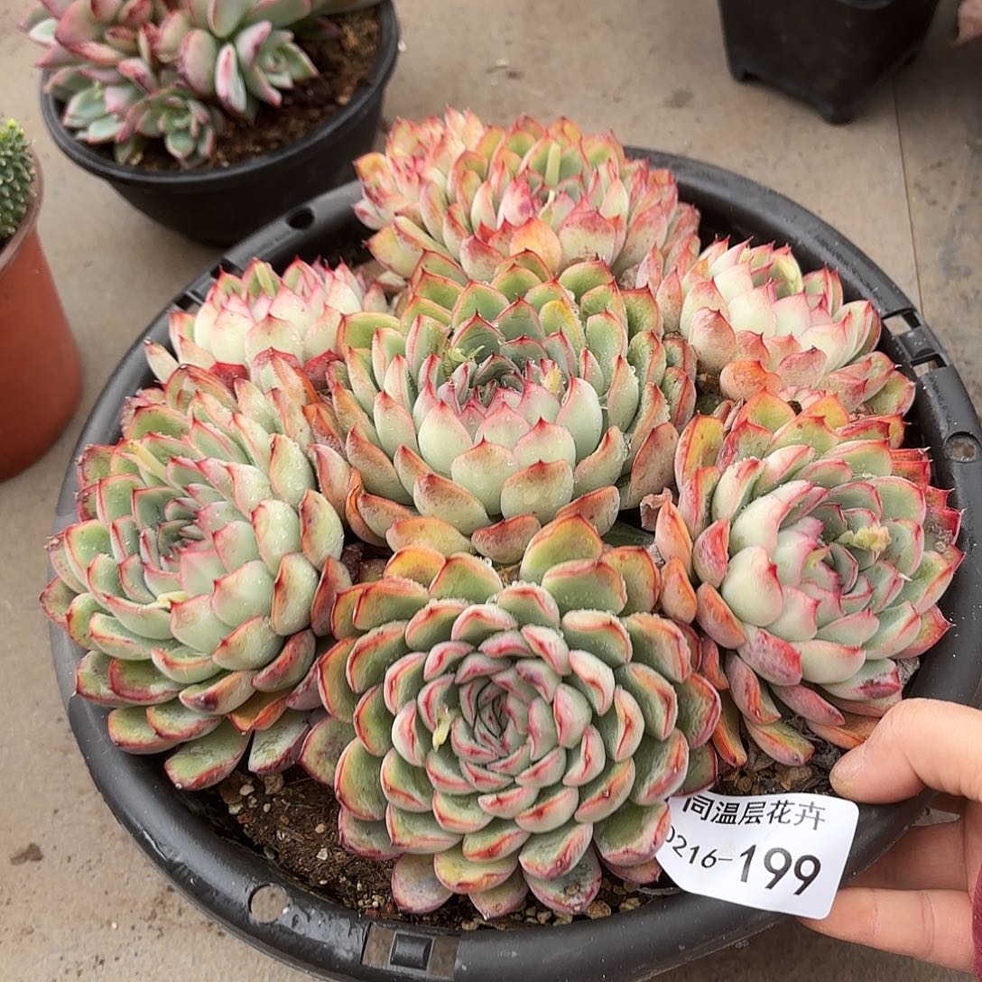 同温层多肉荷花199