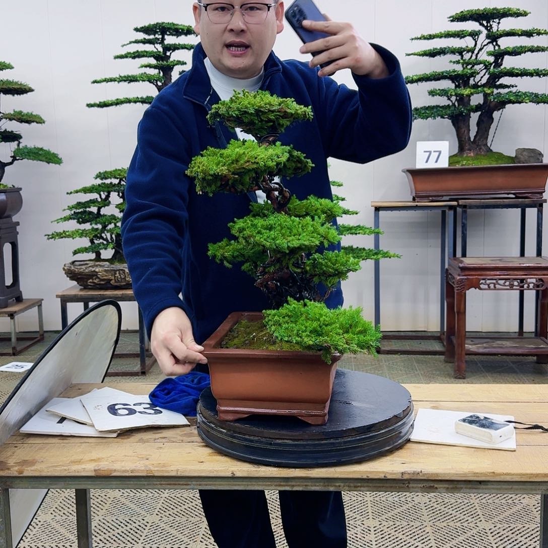 盆景柏树造型盆景