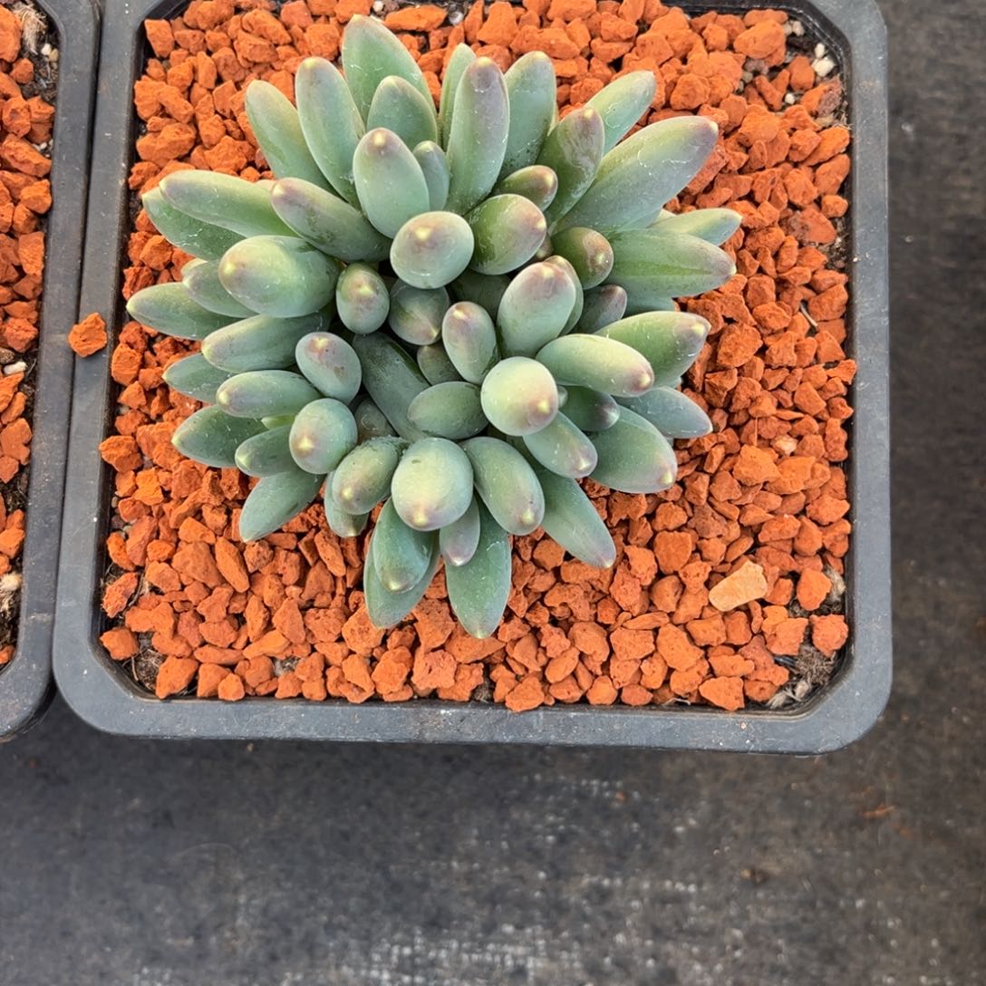 ****）芭比亚美人寄养一一