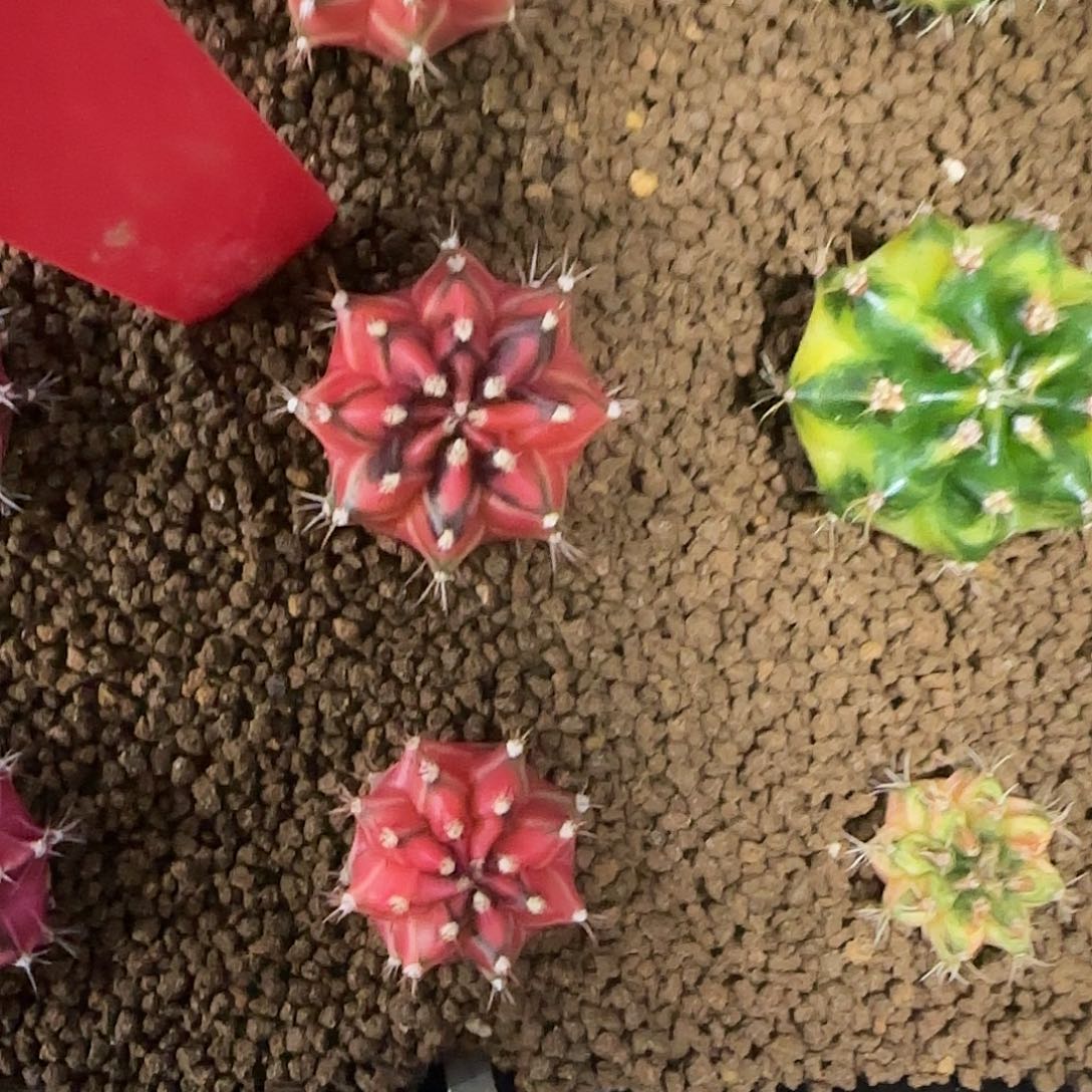 L527-1221泰国发货