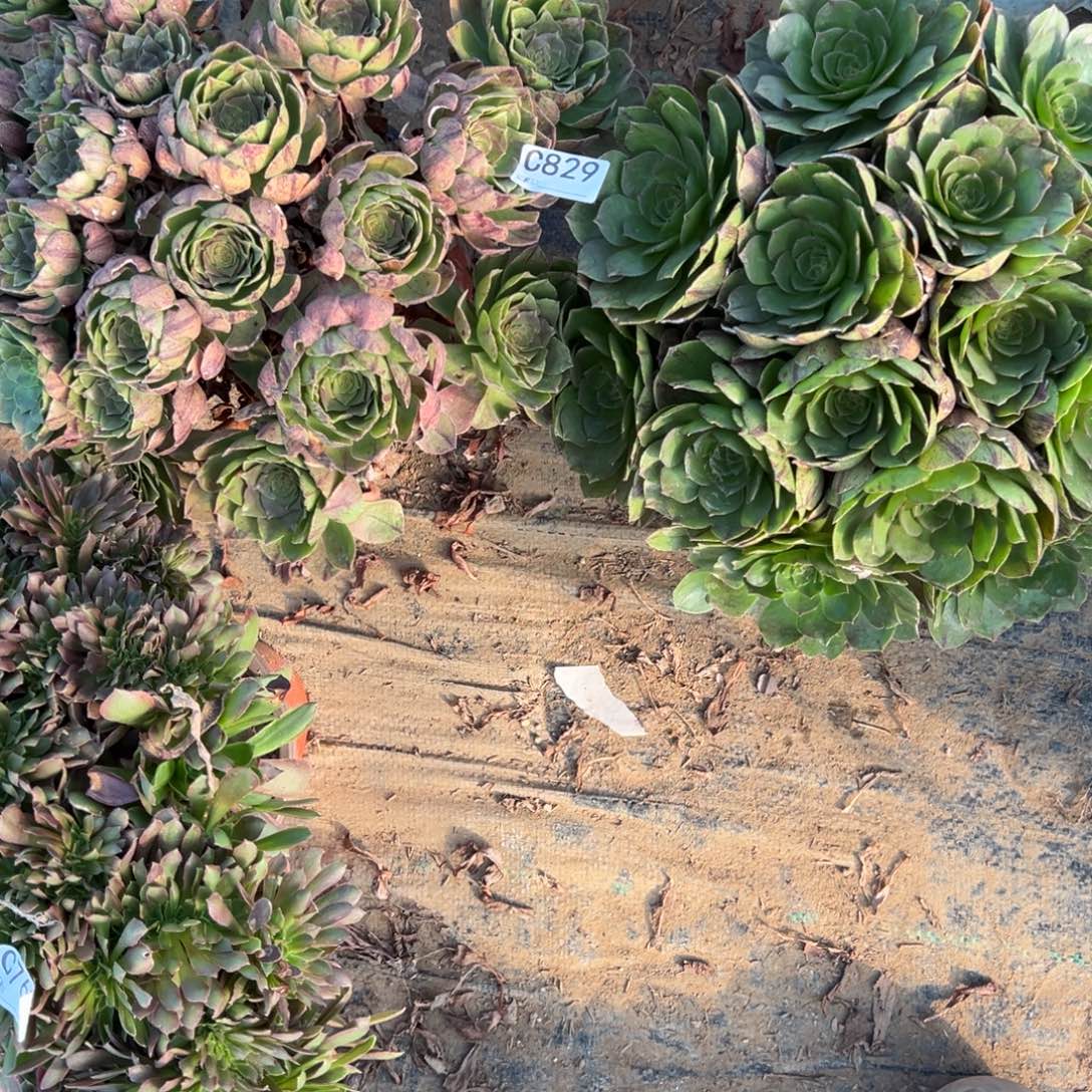 829两颗组合多肉植物