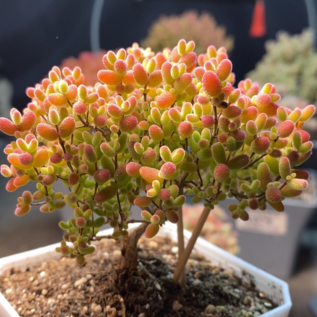 610蜜橘糖球年后发货