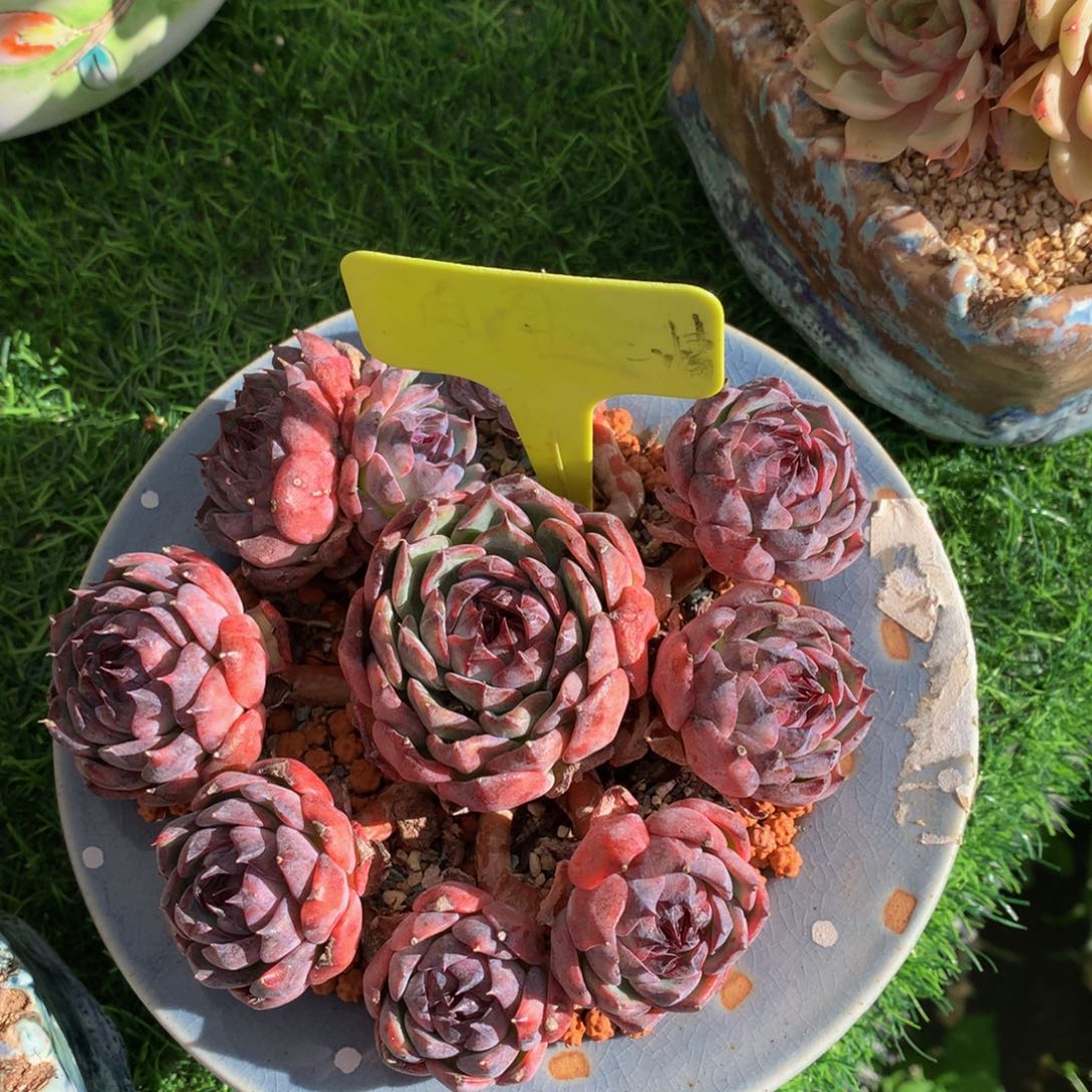 画***多肉植物72737373773