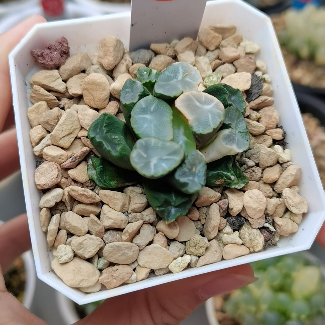 224号白瓷万象锦一物一拍带盆土发货