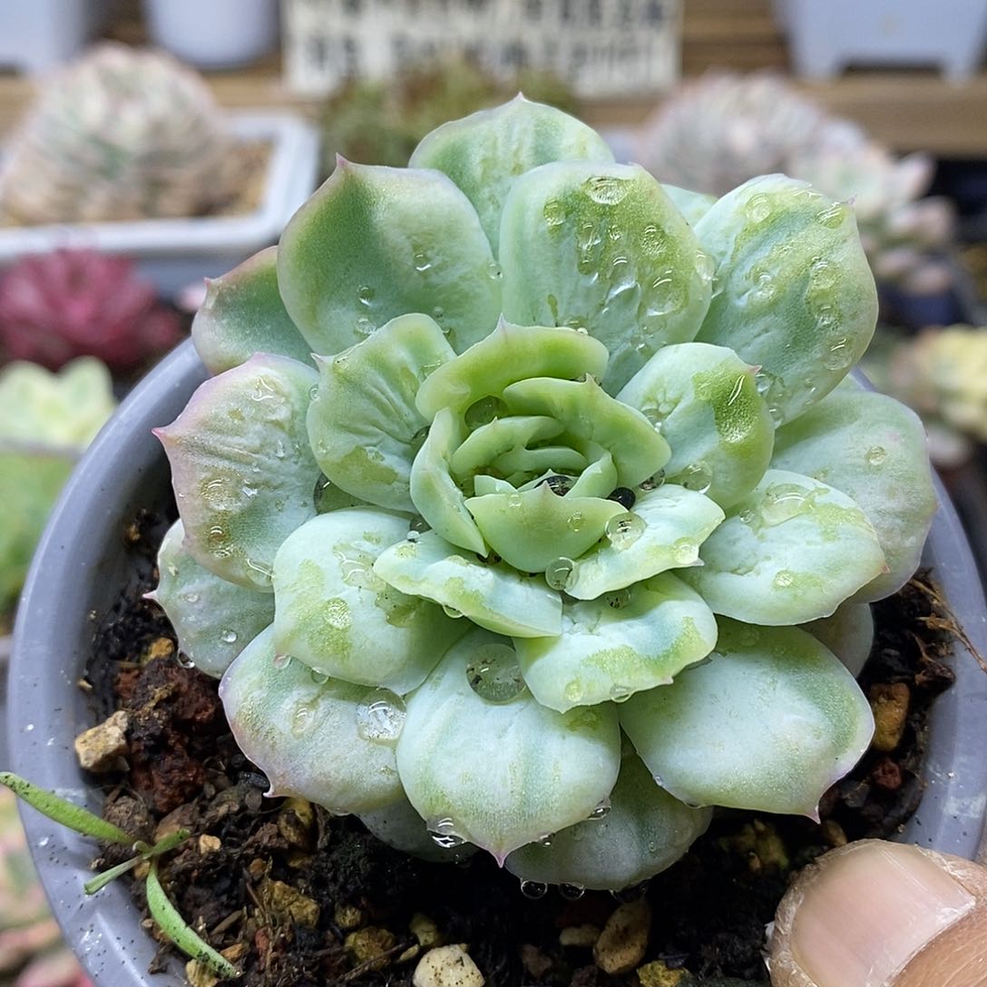 01167 泡泡纱裙多肉 需延时发货