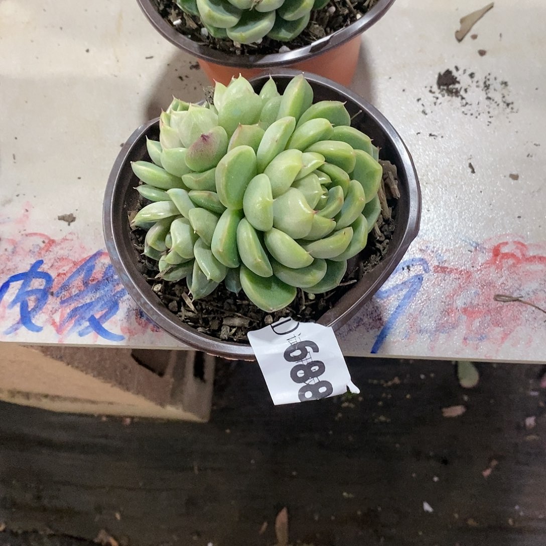 存*姐688皮爱拉多肉