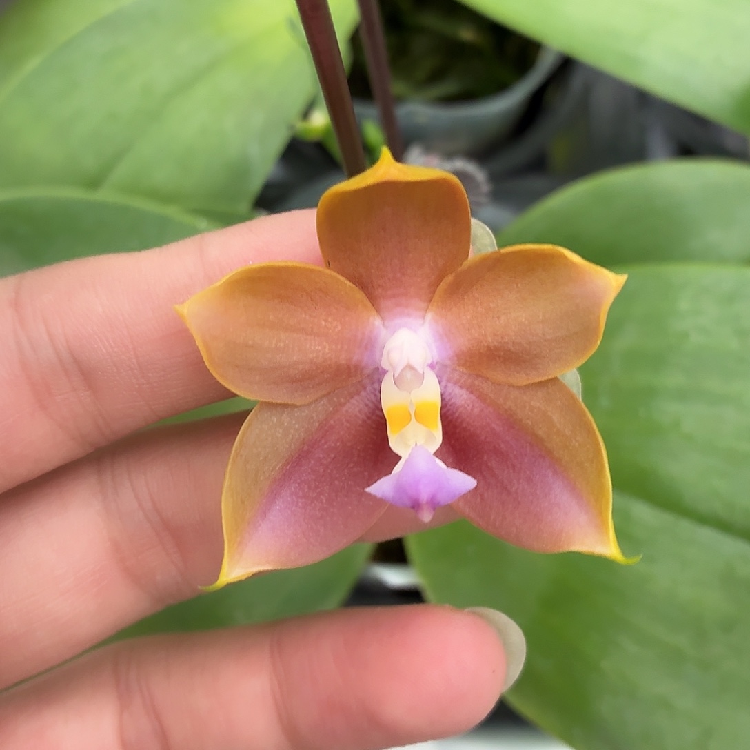 当前无花朵，栽培后可花朵A250