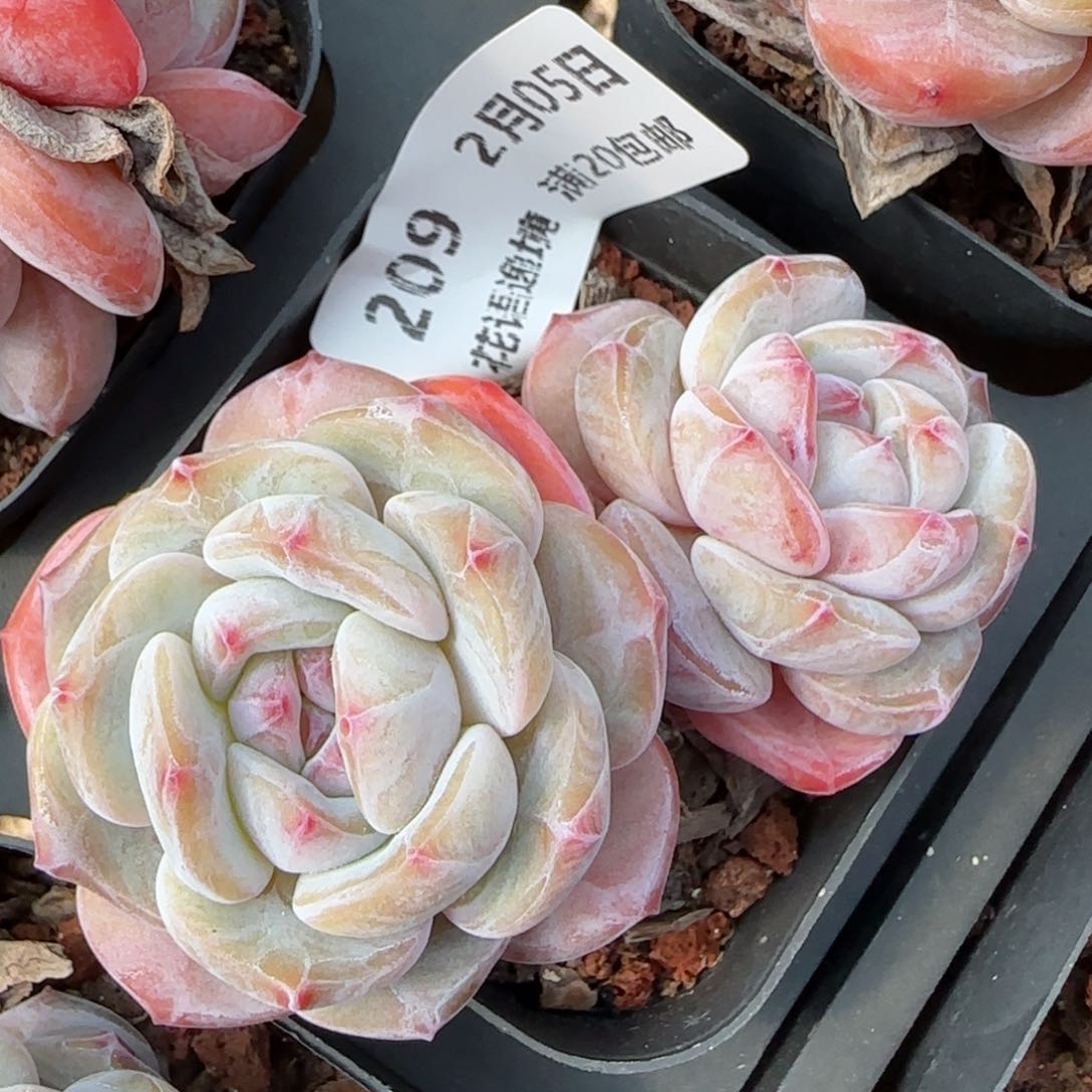 花语逸镜0205-209