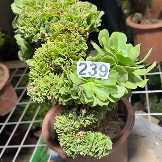 已***置多肉植物一个绿玫瑰239