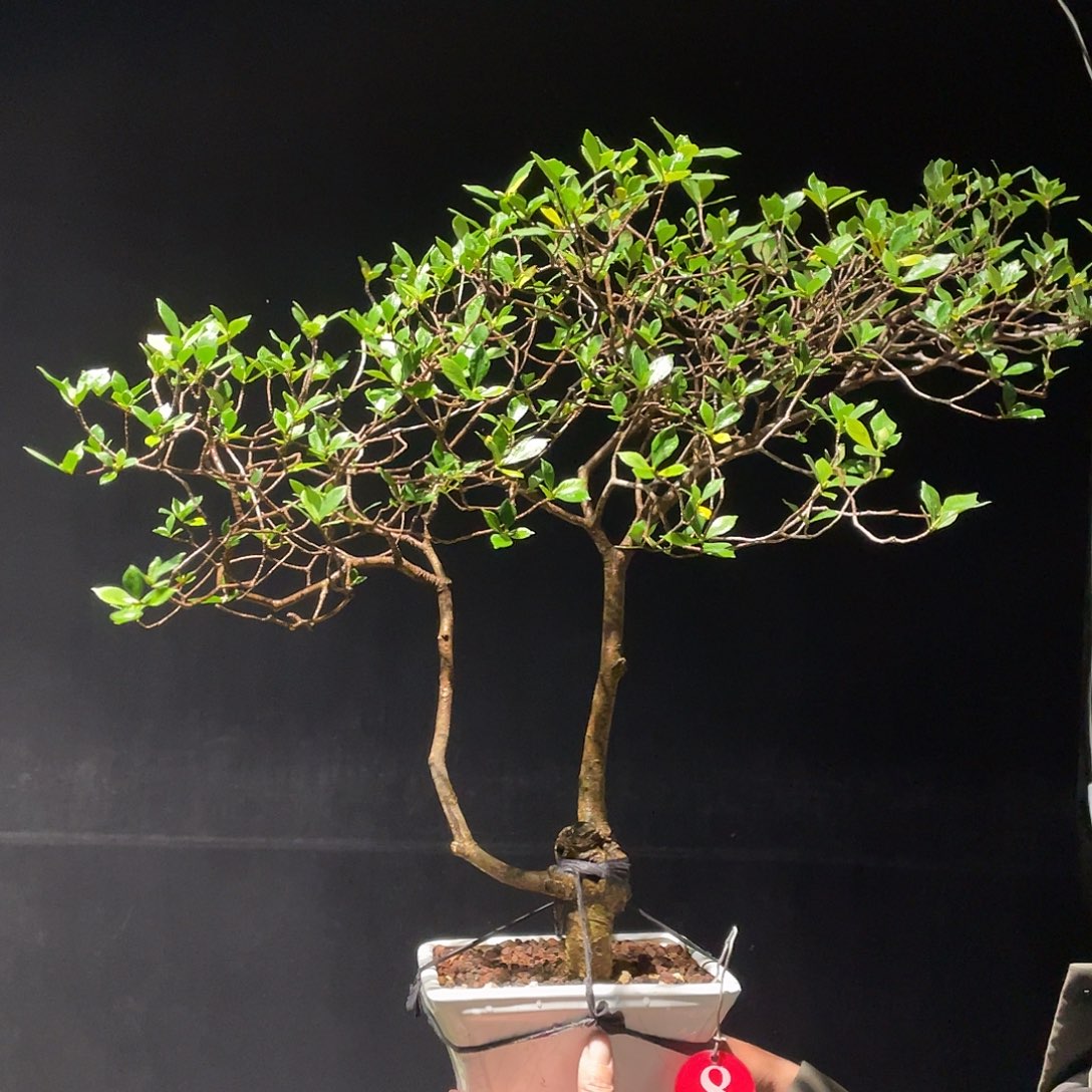 李***n无花朵栀子花包邮哦哦哦