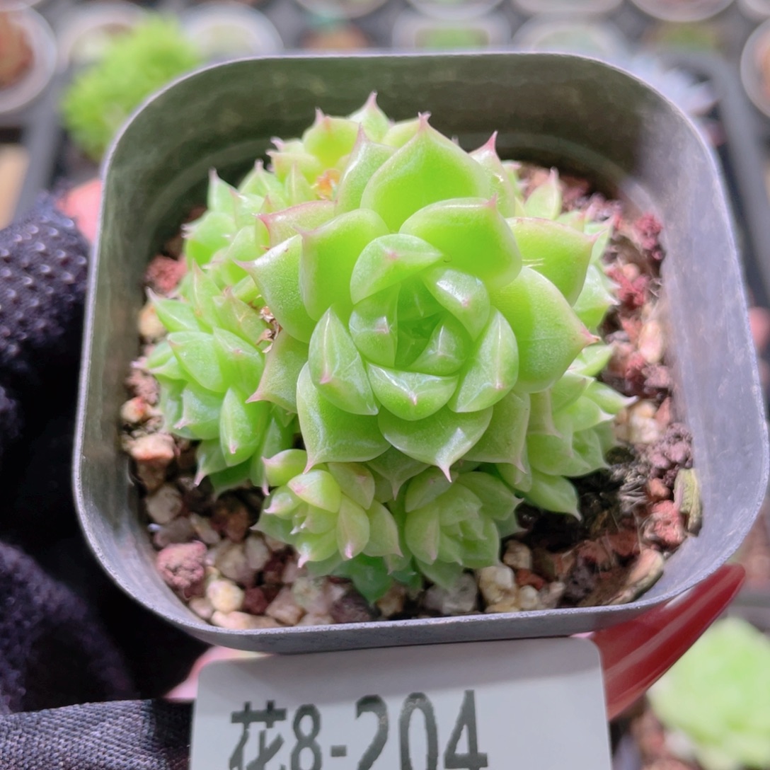 花利美8-204麦秆群