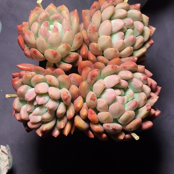 「***」多肉植物冰心公主