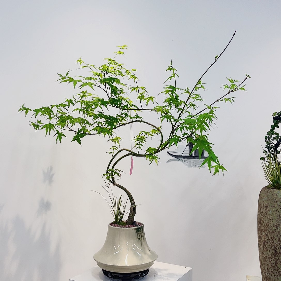 高端绿植一物一拍