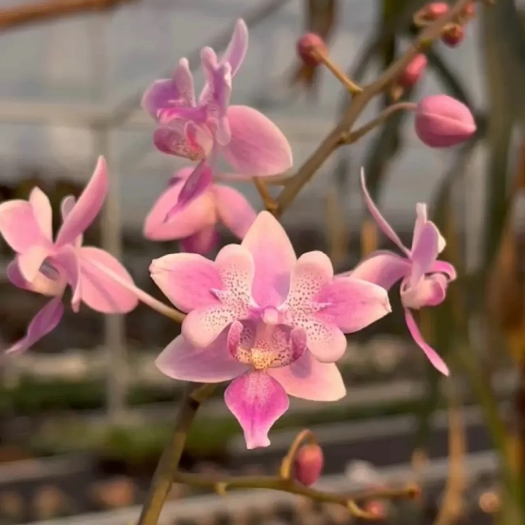 天使维奇两眼分生1.7寸苗有返祖概率根系不多