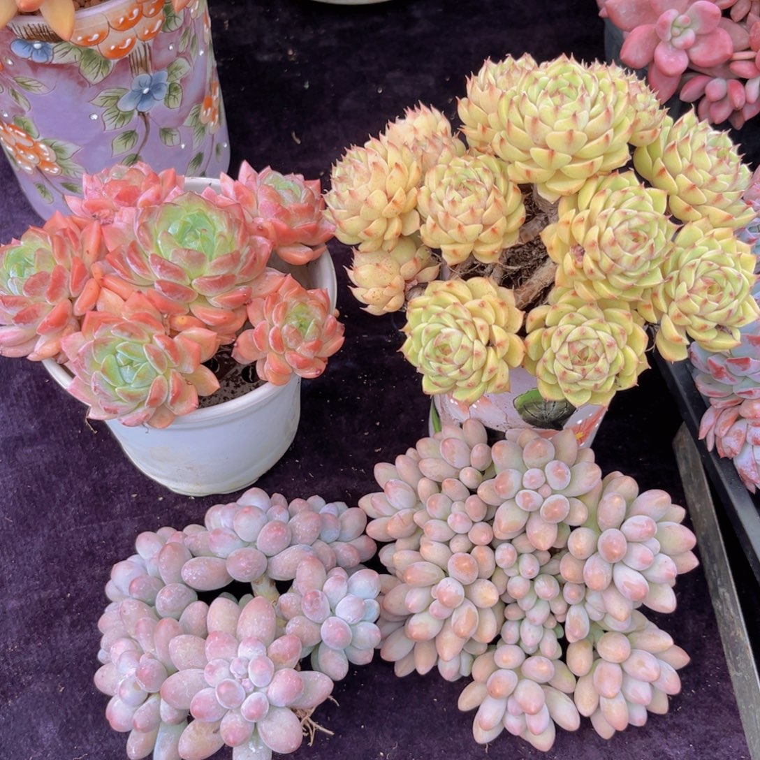 完全开放多肉植物