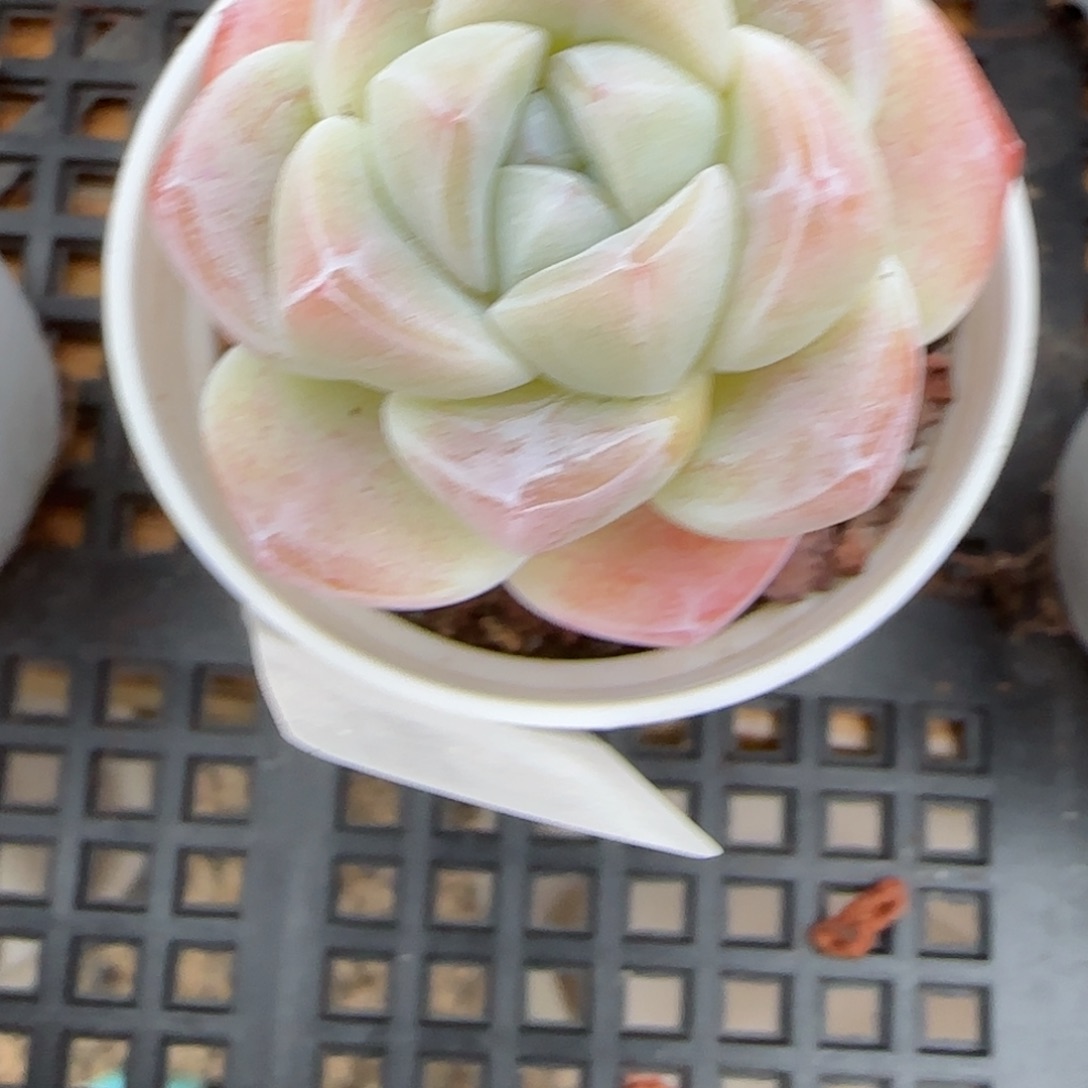 花语逸镜0207-543